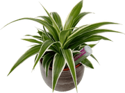 Cacti & Succulents Single Drip Feeder 38ml