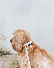 frankie wearing Waterproof Dog Collar in Sand