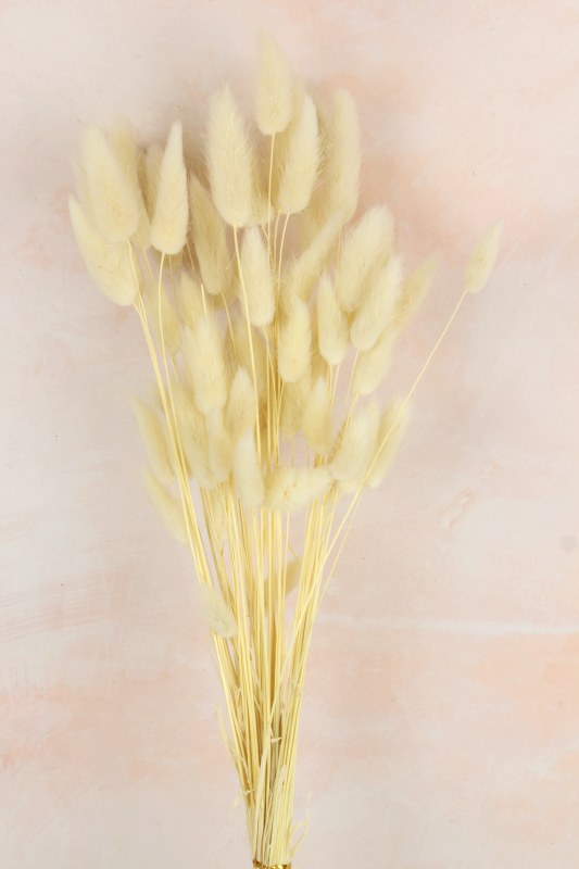 Dried Cream Lagurus