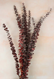 Preserved Burgundy Eucalyptus