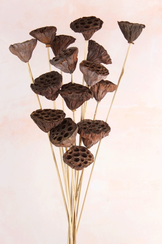 Dried Natural Lotus Stems