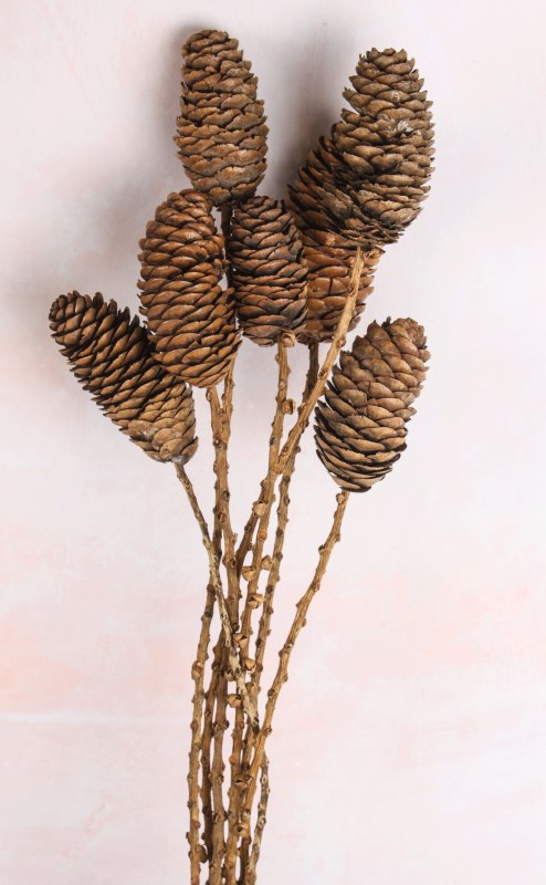 Dried Cone Stems