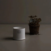 Astillbe White Mini Plant Pot - from victoria shop