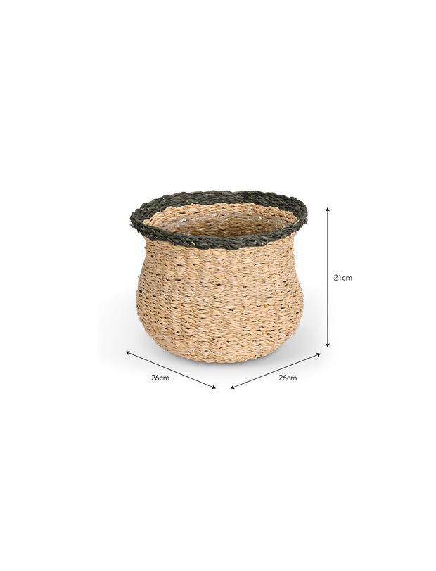 measurements of Hayward Fluted Pot Seagrass Rosemary
