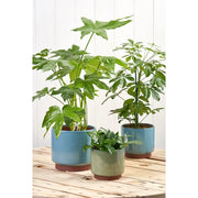 Malibu Medium Green Indoor Pot