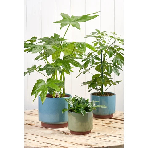 Malibu Medium Green Indoor Pot