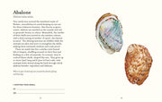 The Shell Spotter's Guide