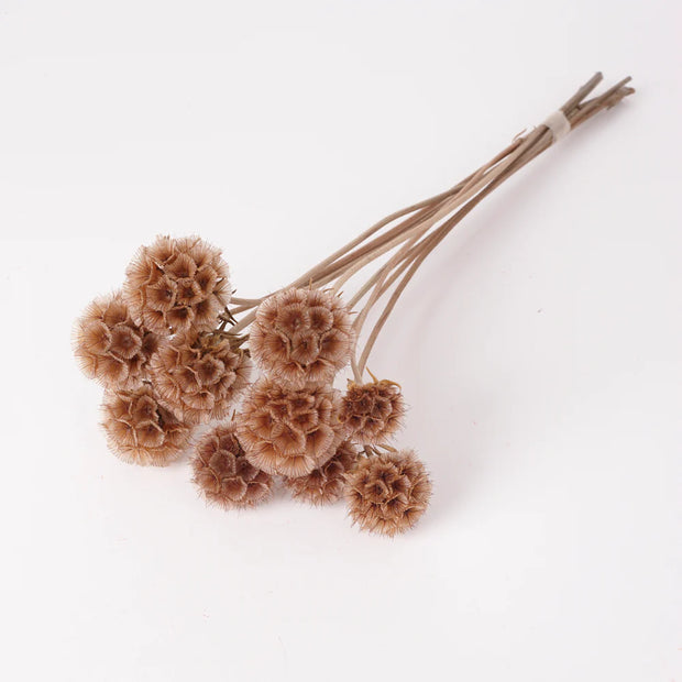 Dried Natural Scabiosa Stellata