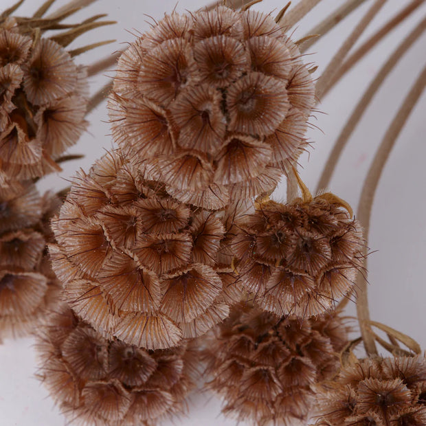 Dried Natural Scabiosa Stellata