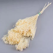 Dried Bleached Broom Bloom