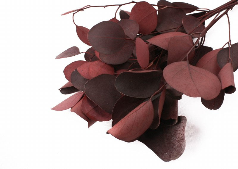 Dried Ecualyptus Populus Red