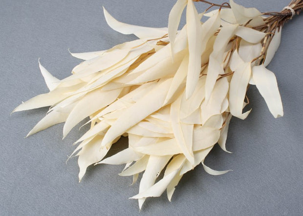 Dried Eucalyptus Willow Bleached