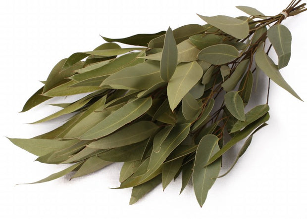 Dried Eucalyptus Willow Natural Green 