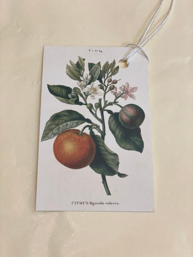 Gift Tag - Oranges Design