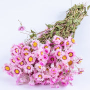 Rodanthe, Dried Flowers - Natural Pink