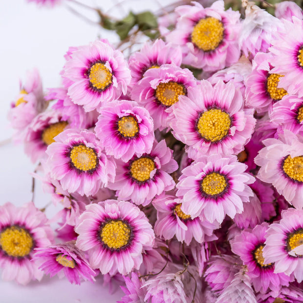 Rodanthe detail Dried Flowers - Natural Pink