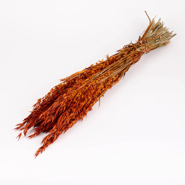 Dried Teak Oats - full bunch
