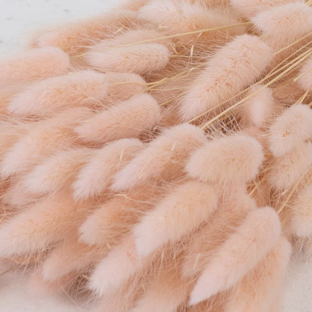 Dried Soft Pink Lagurus