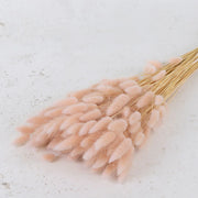 Dried Soft Pink Lagurus