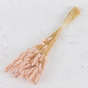 Dried Soft Pink Lagurus