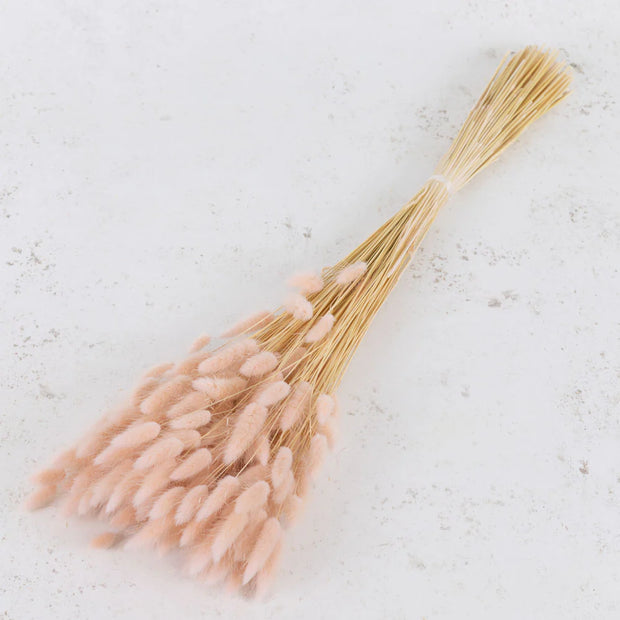 Dried Soft Pink Lagurus