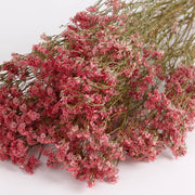 Limonium, Dried Natural Coral Pink Flowers