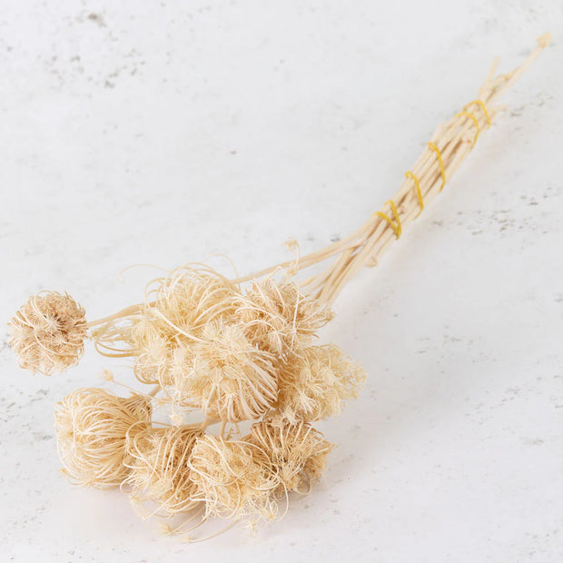 Dried white ammi majus, Atlas Flowers