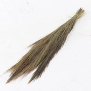 Dried Natural Broom Grass