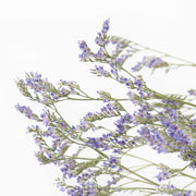 Limonium, Dried Natural Purple