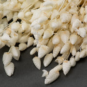 Dried Briza Maxima Grass