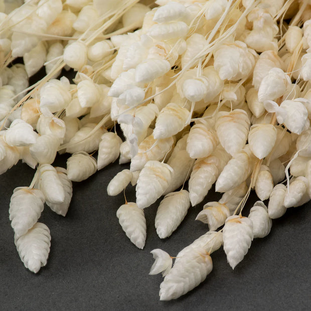 Dried Briza Maxima Grass