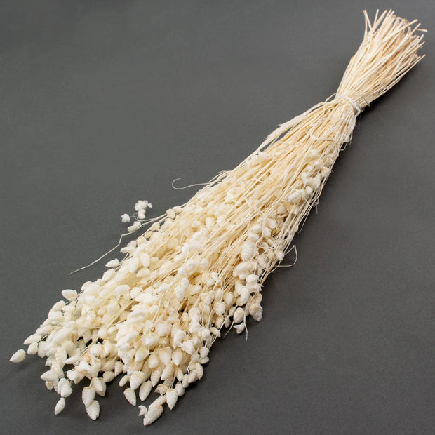 Dried Bleached Briza Maxima Grass