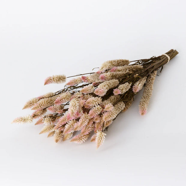 Dried Celosia Natural Pink Flowers bunch