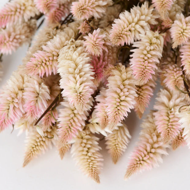 Dried Celosia Natural Pink Flowers - from victoria shop