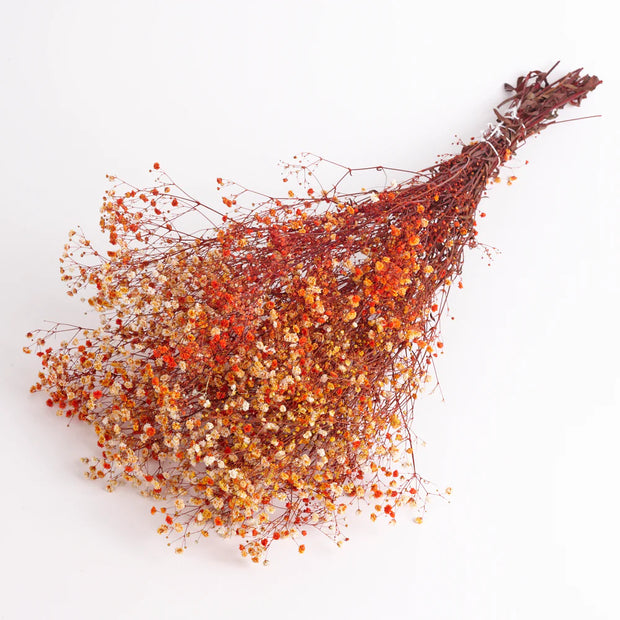 Gypsophila (Verdissimo), Preserved, Orange bunch