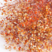 detail of Gypsophila (Verdissimo), Preserved, Orange