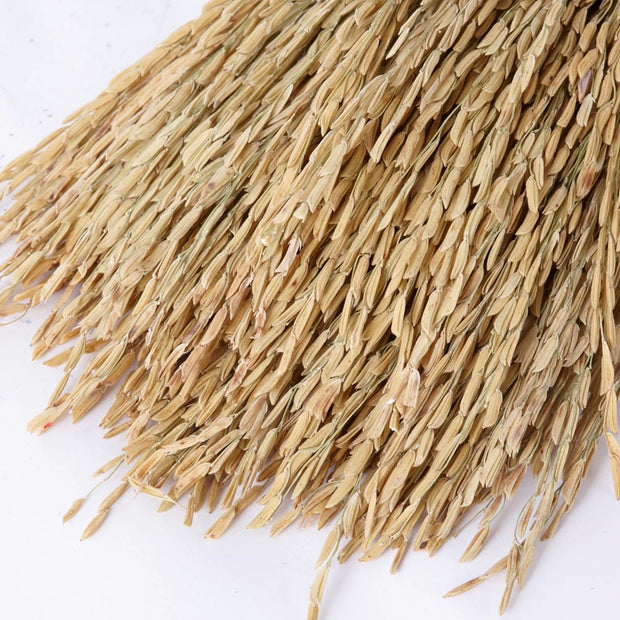 Dried Natural Rice