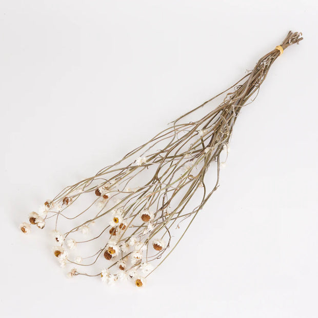 Dried Natural White Sandflower bunch