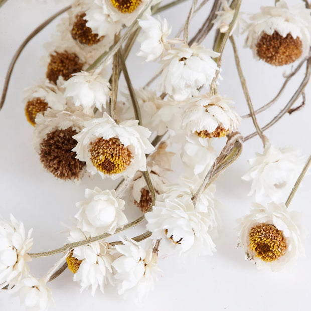 close up of the dried sandflower