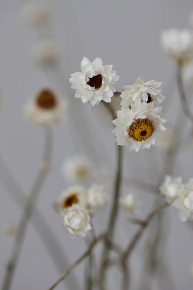 detail of Dried Natural White Sandflowers