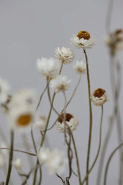 Dried Natural White Sandflower