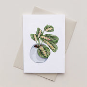 A7 Sophie Brabbins illustrated maranta houseplant greeting card