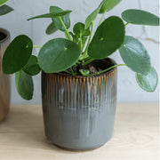 Hillesley Grey Plant Pot with pilea plant - from victoria shop