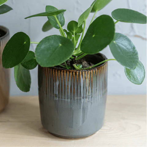 Hillesley Grey Plant Pot with pilea plant - from victoria shop