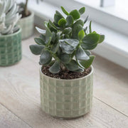 sorrento plant pot planted with succulent on shelf