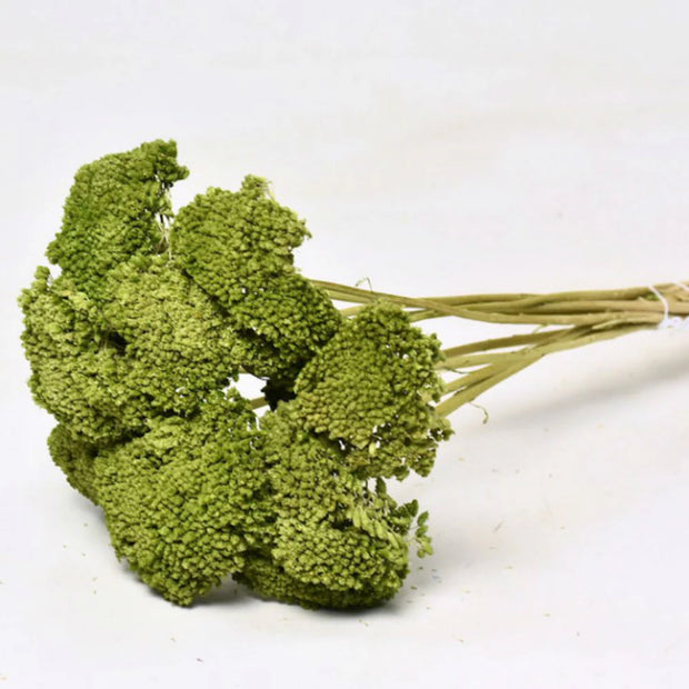 Dried olive green Achillea Parker Flowers