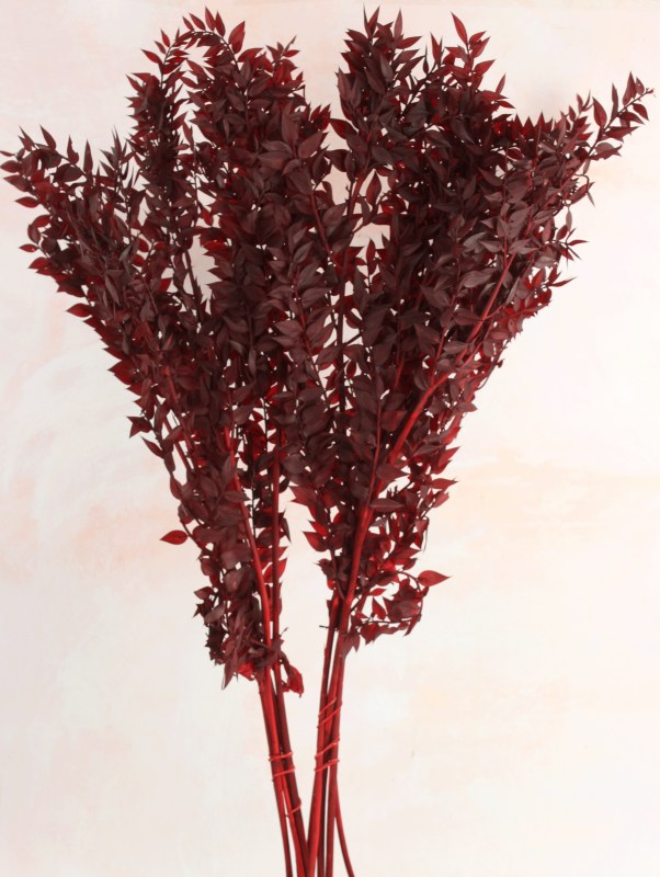 Preserved Ruscus Bordeaux