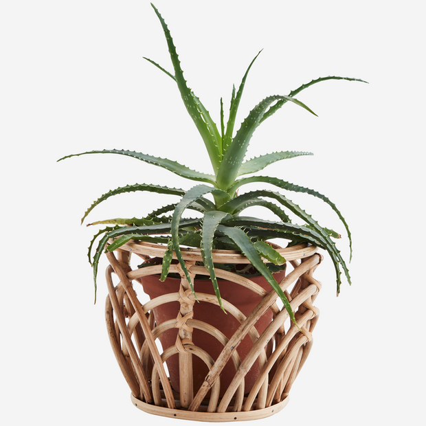 bamboo planter with plant