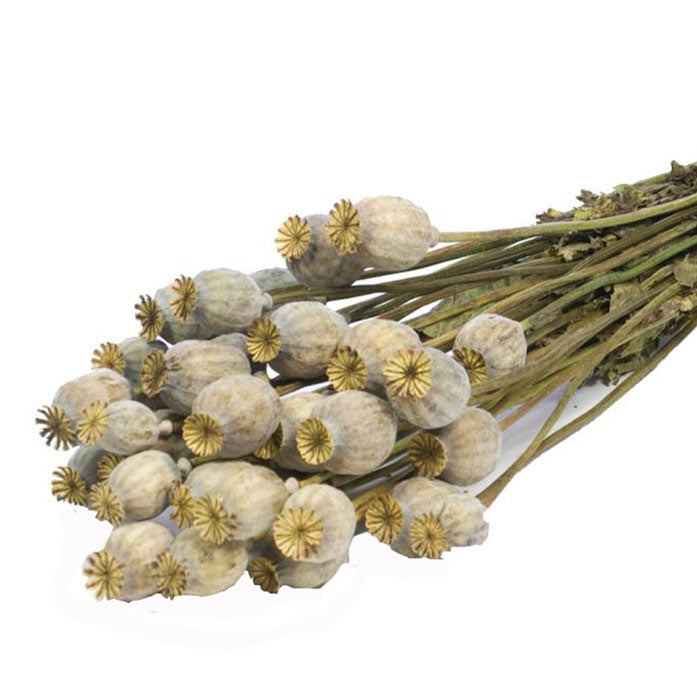 Dried Natural Papaver Poppy Heads - From Victoria Shop