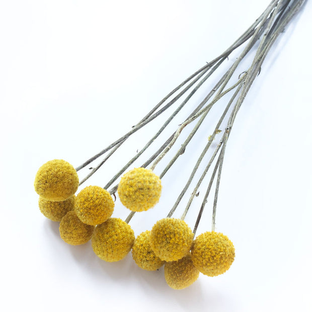 Dried Yellow Craspedia ' Billy Buttons'